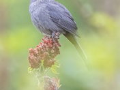 Gray Catbird
