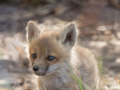 Born to Be Adorable 
