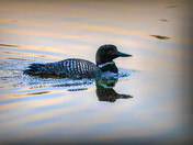 Common Loon