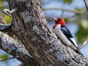 Red-headed Woodpecker in Tree