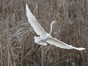 Beauty In Flight