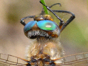 The Compound Eyes of the Dragonfly