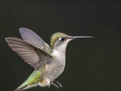 Colibri à gorge rubis