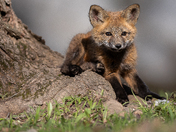Tiny fox