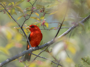 Scarlet Tanager inside the forest