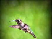 Ruby-throated Hummingbird (female)