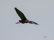 White-Faced Ibis