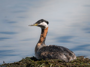 Red-necked Grebe