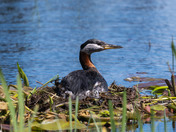 Red-necked Grebe