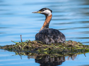 Red-necked Grebe