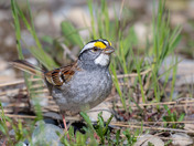 White-throated Sparrow