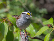 White-throated Sparrow
