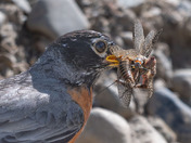 Bug Smorgasbord