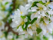 Honeybee On White Flowers