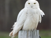 Snowy Owl And His Beautiful Yellow Eyes