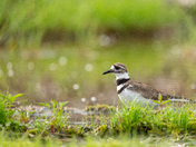 Killdeer
