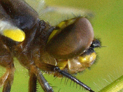 30,000 facets per eye in a dragonfly