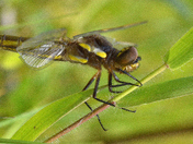 Dragonfly in its typical position