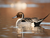 Northern Pintail at Sunrise