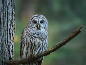 Barred Owl