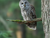 Barred Owl in the evening glow