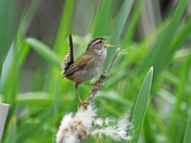 Marsh Wren - calling for mate.