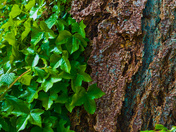 Fir Tree With Ivy