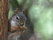 Red Squirrel and Its Snack