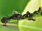 Ants play a crucial role in the breeding of aphids