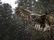 owl in a snowing day