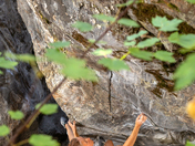 Stella Marchisio, climbing The Mistress, Cougar Canyon
