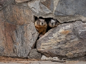 Curious Marmots, Kalamalka