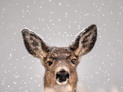 Deer in a snowing day