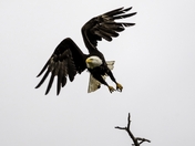 Bald eagle