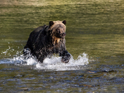 Grizzly in Bella Coola