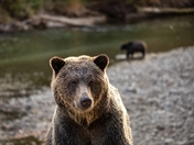 Grizzly in Bella Coola