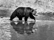 Grizzly in Bella Coola