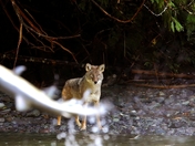 Coyote - Jumping Salmon-Squamish