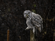 Gret Grey Owl - Snowing day, Ellison Park, Okanagan, BC