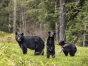 Family bear Together, Callaghan Valley, BC