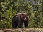 Curious Grizzly. Callaghan Valley. BC