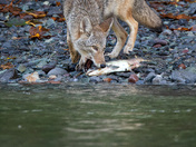 Coyote eating salmon