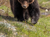 Beautiful grizzly