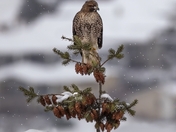 silent snowing day... Red-tailed hawk