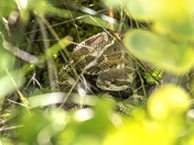 Rattlesnake