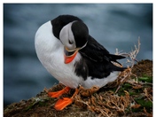 Puffin in Elliston, NL