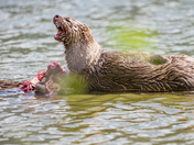 Caution: Otter at Lunch