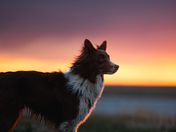 On Watch