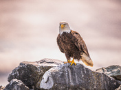 The Lookout