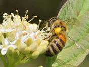 The Bees are back!